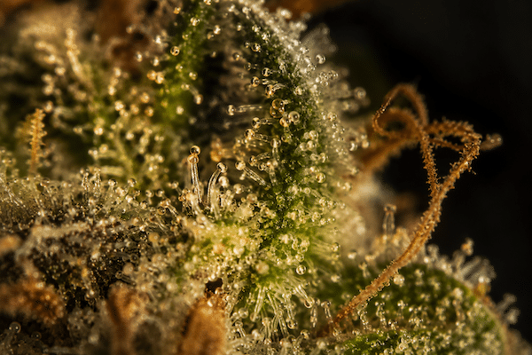 Têtes de trichomes concentrées d'une résine 3x filtré
