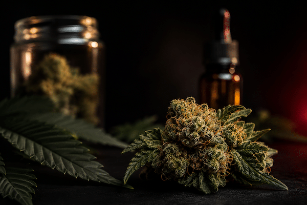 Fleur de CBD Lemon Sorbet en gros plan, sélection 3xfiltré