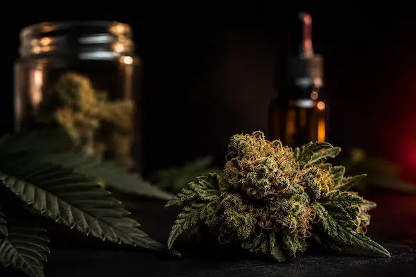 Fleur de CBD Lemon Sorbet en gros plan, sélection 3xfiltré