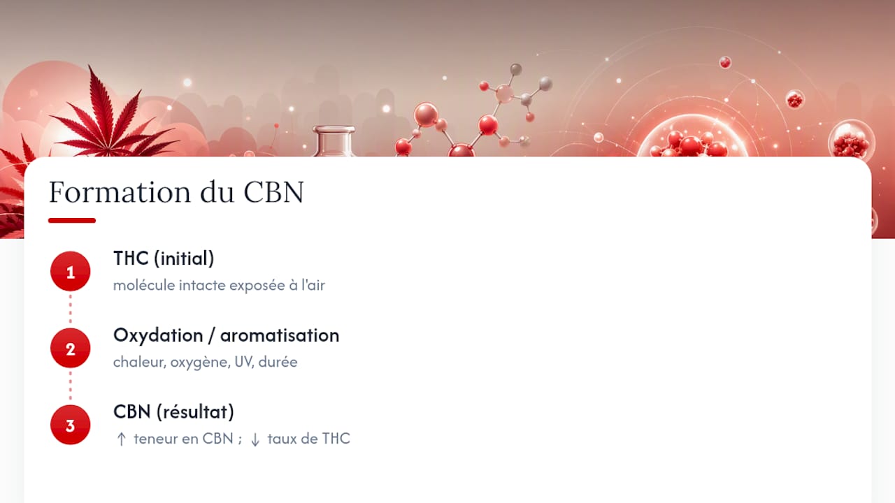 CBN : cannabinol, formation et facteurs accélérateurs