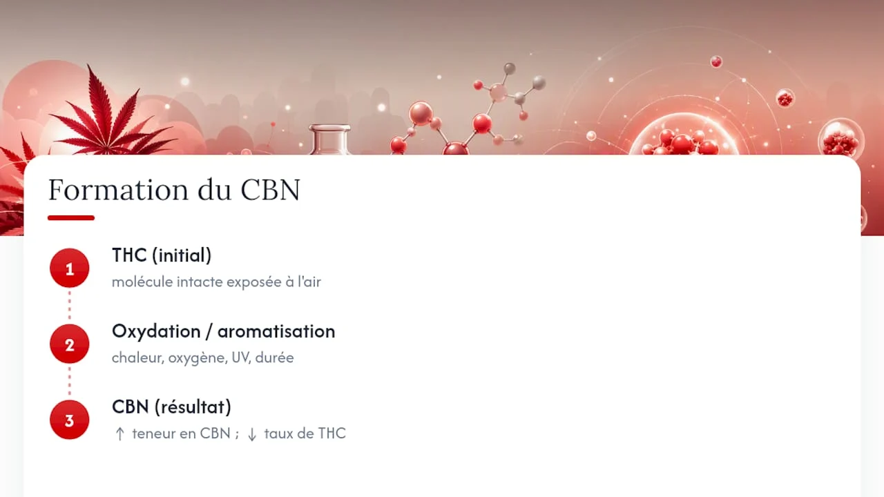 CBN : cannabinol, formation et facteurs accélérateurs